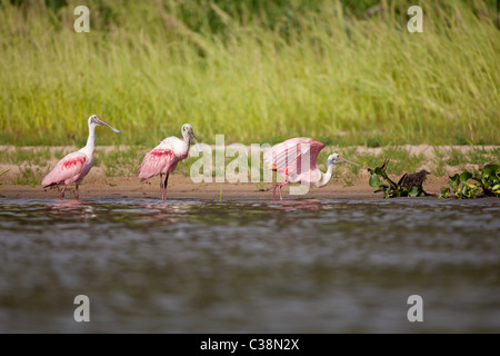 Rosige Löffler in Wasser / Ajaja Ajaja Stockfoto