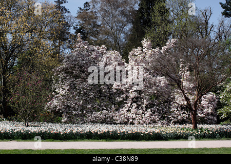 EIN MAGNOLIENBAUM MIT NARZISSEN, DER BEI RHS WISLEY UK WÄCHST. Stockfoto