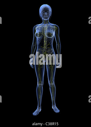 weibliche Lymphsystem Stockfoto