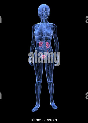 weiblichen Harnwege Stockfoto