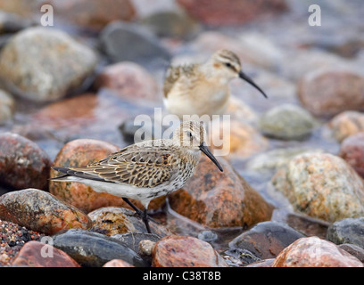 Alpenstrandläufer (Calidris Alpina) und Sichelstrandläufer (Calidris Ferruginea) auf Nahrungssuche an der Küste zwischen Steinen Stockfoto