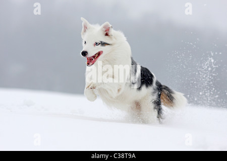 Australian Shepherd Dog - laufen im Schnee Stockfoto