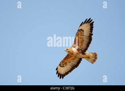 Steppe Mäusebussard (Buteo Buteo Vulpinus), Erwachsene im Flug. Stockfoto