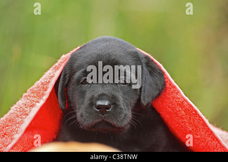 Labrador Retriever Hund - Welpe Unterdecke Stockfoto