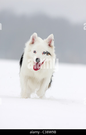 Australian Shepherd Dog - laufen im Schnee Stockfoto