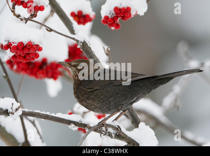 Amsel (Turdus Merula), weibliche im verschneiten Busch mit roten Beeren. Stockfoto