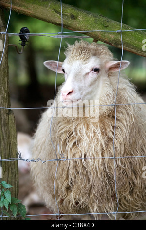 Hausschafe hinter Zaun Stockfoto