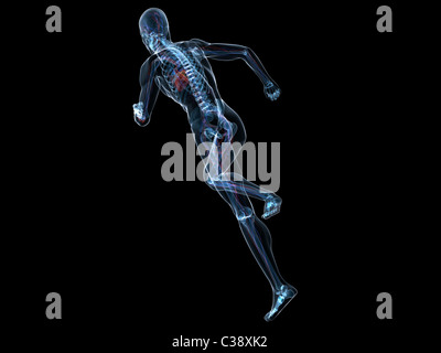 Skelett - vaskuläre ausgeführt Stockfoto