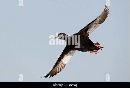 Velvet Scoter (Melanitta Fusca), Drake im Flug. Stockfoto