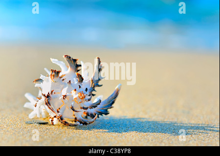 Schale auf sand Stockfoto