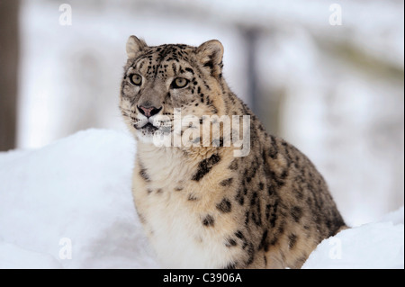 Snow Leopard im Schnee / Uncia Uncia Stockfoto