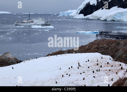 Kolonie von Mauser [Gentoo Penguin] [Pygoscelis Papua] mit [Akademic Ioffe] Schiff in der Bucht von [Petermann Island], Antarktis Stockfoto