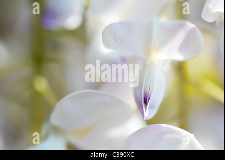 Wisteria Floribunda Kuchi Beni Blumen Stockfoto