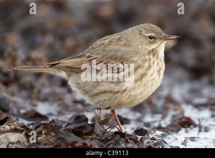 Rock-Pieper (Anthus Petrosus) auf Nahrungssuche in Algen. Stockfoto