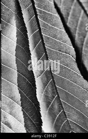 Aesculus induzieren. Indische oder Himalayan Rosskastanie Baum Blätter. Schwarz und Weiß Stockfoto