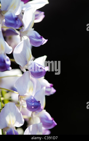 Blühende Wisteria Floribunda vor einem dunklen Hintergrund Stockfoto