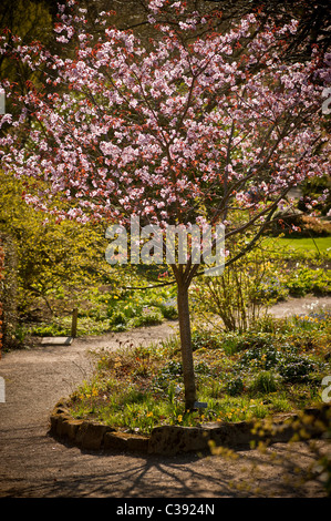 Dunkelrosa Frühlingsblüte auf einem Zierkirschbaum, der in einem britischen Garten wächst. Stockfoto