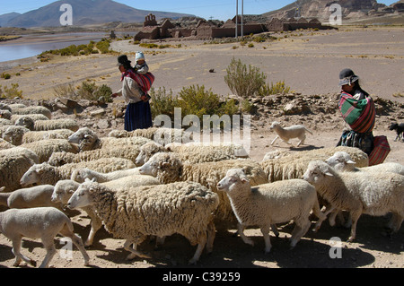 Bolivien. Die Höhe des Altiplano mit seiner Bush und Peelings sind geeignet für die Schafe. Stockfoto