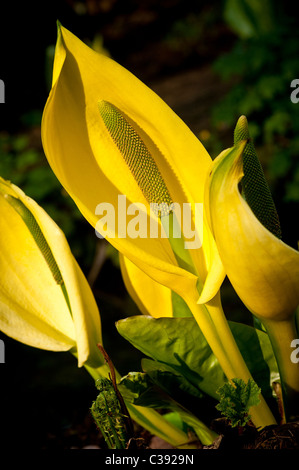 Nahaufnahme von Gelbskunk-Kohl oder Lysichiton Americanus, die in einem britischen Garten wachsen. Stockfoto