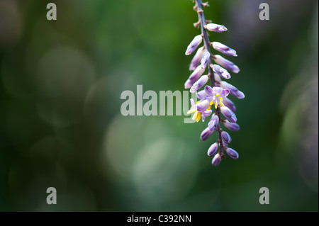 Cordyline Fruticosa. Kohlpalme Blume Stockfoto