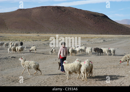 Bolivien. Die Höhe des Altiplano mit seiner Bush und Peelings sind geeignet für die Schafe. Stockfoto