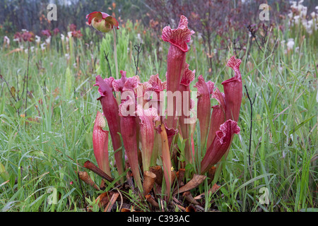 Fleischfressende Kannenpflanze Sarracenia X Mitchelliana (S. Leucophylla x S. Rosea), eine natürliche Hybride, Alabama USA Stockfoto