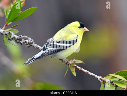 Amerikanischer Goldfinch (Spinus tristis), der auf einem Blattzweig thront, mit leuchtendem gelbem Gefieder, schwarzer Kappe und kontrastierenden schwarz-weißen Flügeln. Stockfoto