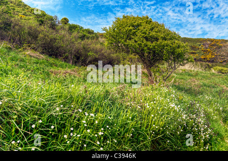 Ein einzelner Baum auf einem grasbewachsenen Hügel mit einem hellen Blue-Sky Hintergrund. Stockfoto