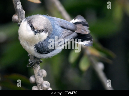 Ein Pygmy Nuthatch Vogel - Sitta pygmaea, auf einem Ast thront, vor einem verschwommenen Hintergrund abgebildet. Stockfoto