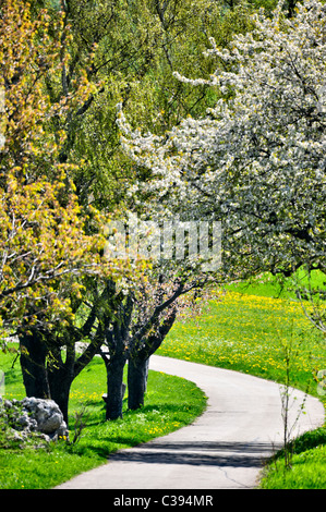 Feldweg im Frühjahr Sonnenlicht umrandet mit Blumenwiesen und blühenden Bäumen, Schwäbische Alb, Deutschland, Europa Stockfoto