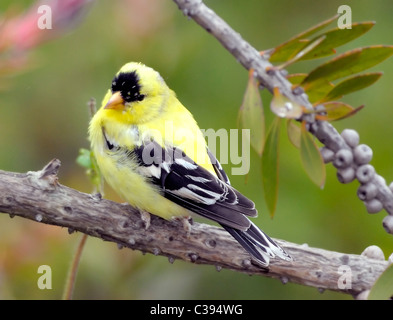 Männlicher amerikanischer Goldfinch, der auf einem Ast thronte, mit leuchtendem gelbem Gefieder und schwarz-weißen Flügeln. Sommerzuchtgefieder. Stockfoto