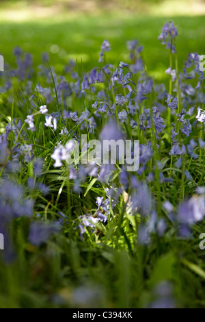 Blühende Glockenblume in Holz. Ein Portraitbild von Glockenblumen in Holz, dapples Sonnenlicht am Boden. Stockfoto