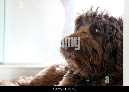 Schokolade braun Labradoodle Portugiesischer Wasserhund Stockfoto