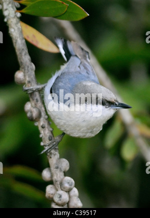 Ein Pygmy Nuthatch Vogel - Sitta pygmaea, auf einem Ast thront, vor einem verschwommenen Hintergrund abgebildet. Stockfoto