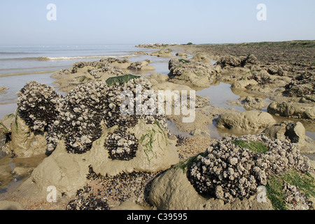 Der Strand an der Nordsee, Middelkerke, Belgien.  Muscheln auf einem Felsen im Meer wächst. Stockfoto