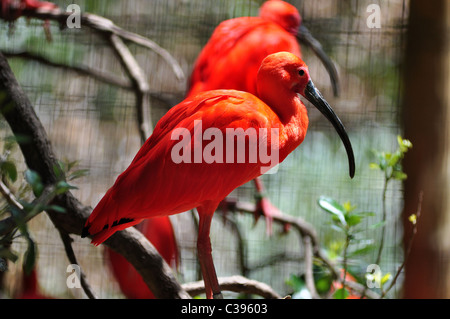 Scarlet Ibis sitzt auf einem Ast in seinem Käfig Stockfoto