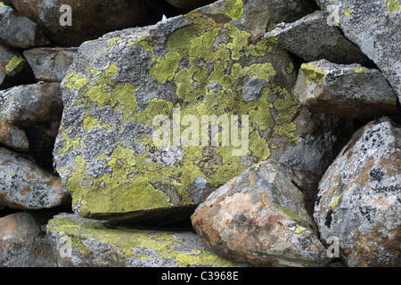 Rhizocarpon Geographicum (Karte Flechten) wächst auf Felsen, die Bestandteil einer trockenen Stein Wand, UK Stockfoto