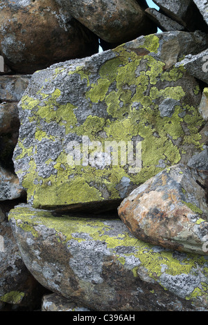 Rhizocarpon Geographicum (Karte Flechten) wächst auf Felsen, die Bestandteil einer trockenen Stein Wand, UK Stockfoto