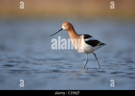 Eine amerikanische Säbelschnäbler (Recurvirostra Americana) waten in einem saisonalen Teich, Western Montana Stockfoto