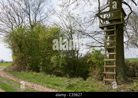 Ein Wildhüter Hochsitz für den Einsatz in Deer Keulung, gebaut gegen einen Baum in Essex, England. Stockfoto