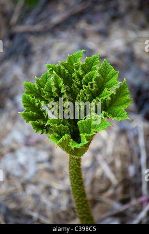 Junge Gunnera Blatt Stockfoto