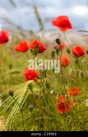 Blumen auf farbenfrohe Hintergrund - Makrofoto Stockfoto