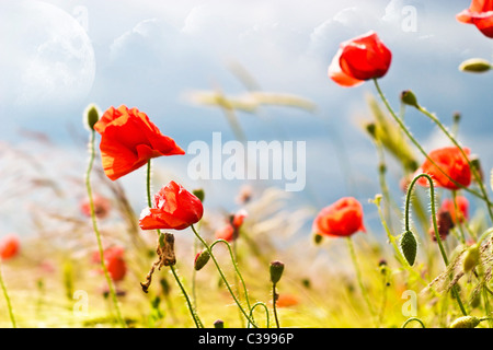 Blumen auf farbenfrohe Hintergrund - Makrofoto Stockfoto