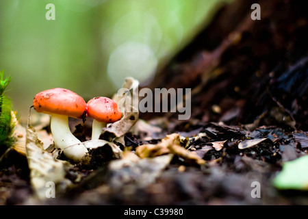Wald-Pilz in Moos nach Bir langjähriger Regen Stockfoto