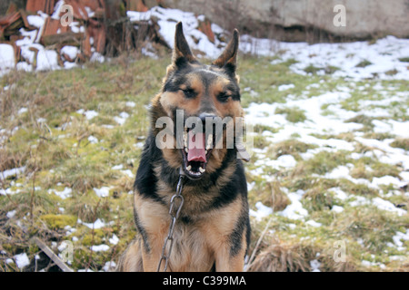 Deutscher Schäferhund Stockfoto