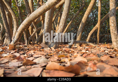 Sea Grape Baum Tunks und trockene Blätter in Küsten Florida seagrape Stockfoto