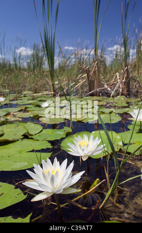 Duftende weiße Seerose im Sumpfgebiet des Lake Okeechobee Stockfoto