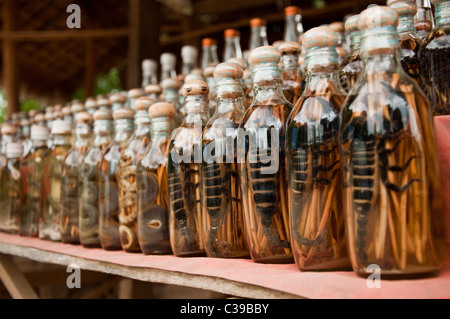 Schlangen und Skorpione in Reis-Whisky in einem Dorf der Fluss Mekong in Laos erhalten Stockfoto