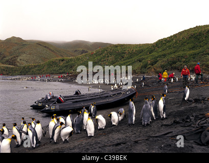 Touristen treffen König Pinguine in Sandy Bay auf subantarktischen Macquarie Island, Australien Stockfoto