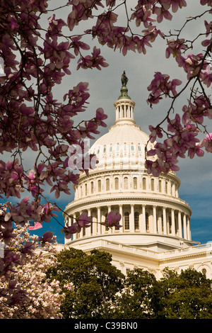 United States Capitol Gebäude umrahmt von Frühling Magnolie blüht Stockfoto